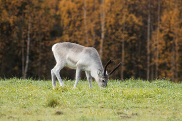 Naklejka na ściany i meble Domestic reindeer eating grass on a field on an autumn day near Kuusamo, Northern Finland