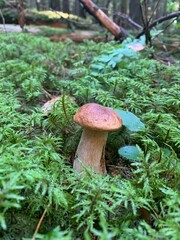 Single edible wild forest boletus mushroom grows in ground