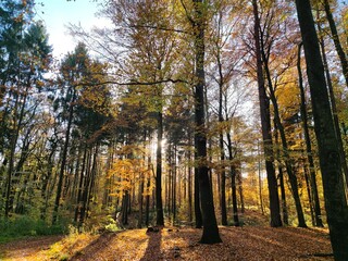 Schöner Herbstwald