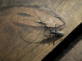 Hylotrupesbajulus. Beetle-barbel (or long-horned beetle) belongs to the family of beetles