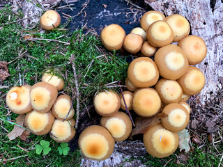 Mushrooms Kuehneromyces mutabilis growing on trees and stumps