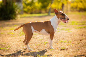 white and brown bull terrier outside