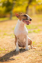 white and brown bull terrier outside