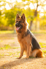 German shepherd with long hair sitting
