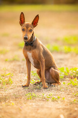 Dog with big ears in the air  posing with a bow tie