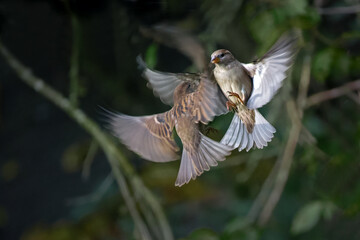 Two flying passerine birds, female Eurasian tree sparrows (Passer montanus), are fighting with each...