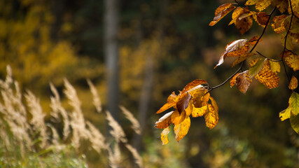 gałązka drzewa z listkami w złotym kolorze, w tle las liściasty, kolory jesieni