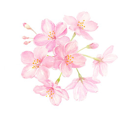 桜の水彩イラスト　クローズアップ　手描きアナログ