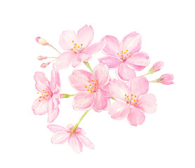 Fototapeta na wymiar 桜の水彩イラスト　クローズアップ　手描きアナログ 