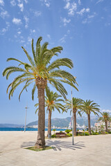 Embankment in Tivat, Montenegro with tall palm trees against the blue sky