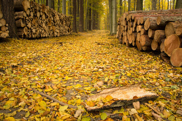 droga leśna, las w kolorach jesieni - obrazy, fototapety, plakaty
