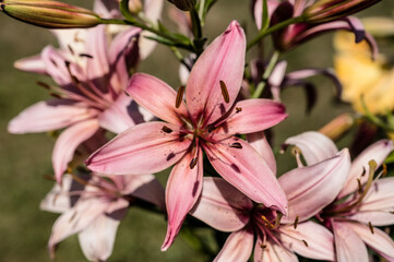 Close-up of pink blooming lilias. Beautiful flowers in summer garden.