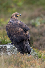 Fototapeta premium Golden Eagle (Aquila chrysaetos) perched on a large rock in heather moorland