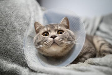 Domestic gray British Shorthair cat with orange eyes in a protective collar at home on the couch after surgery. The topic is medicine and the protection of pets. The cat is resting after castration