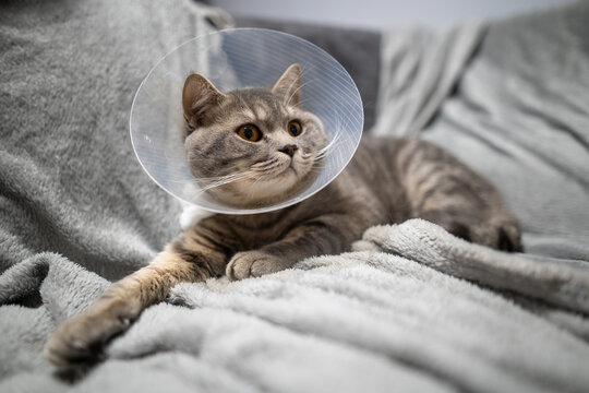 Tired cat gray Scottish Straight breed resting with veterinairy cone after surgery at home on the couch. Animal healthcare concept. After surgery cat's recovery in or E-Collar. Elizabethan Collar