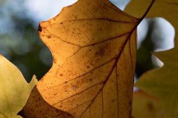 Autumn leaves 3