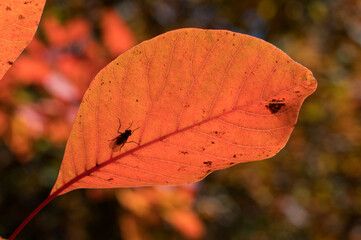 Autumn leaves with insect
