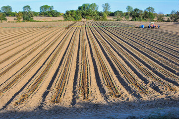 Agricultural field prepared for sowing