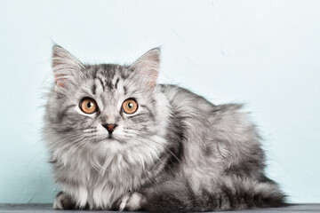 Grey striped cat. World Pet Day. copy space
