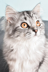 Naklejka na ściany i meble Grey striped cat. World Pet Day. A postcard with a cat.