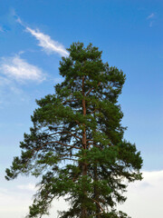 pine tree against sky