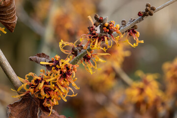 Branch full of Hamamelis x intermedia Harry flowers in winter