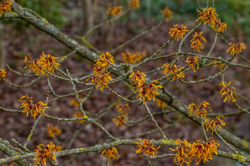 A cluster of orange Hamamelis x intermedia Orange Peel flowers in winter