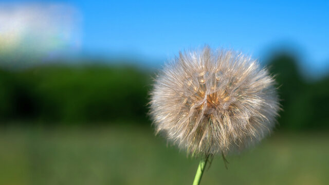 Fototapeta Mniszek lekarski, mlecz, dmuchawiec na tle łąki i nieba