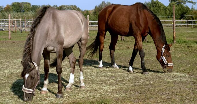 Horses eating hay from the ground on a paddock. Grullo coat color horse (Lusitano breed) and bay horse.