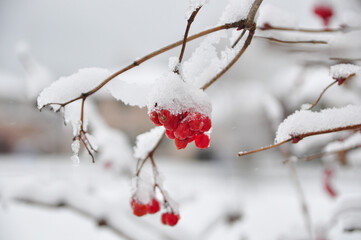 frozen wild cherrys