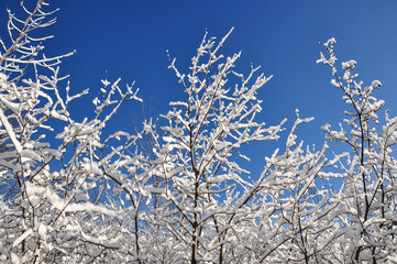 winter scene