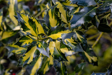 Striking variegated green and gold 
Ilex aquifoloium Northern Lights foliage