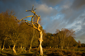 Dead Tree