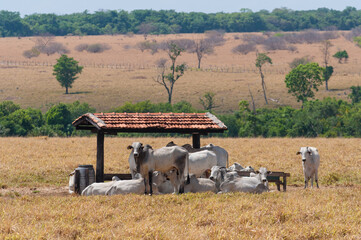 cattle hiding from the hot sun