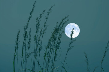 Wonderfull grass flowers with bright full moon in blue sky background © athapet
