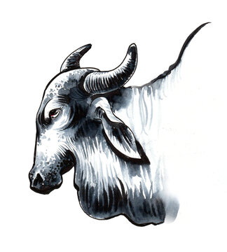 Ink and watercolor drawing of a n Indian cow head