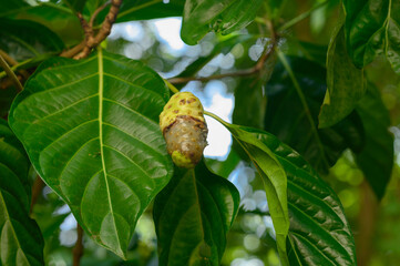 Overripe Noni fruits on shrub biodiversity planet