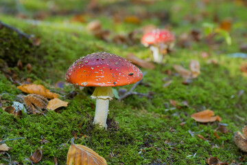 Two Fly Agarics (Amanita muscaria) growing between mosses on an open place in a forest