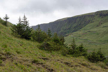 Obraz premium Landscape of trees on a hill in Vik South Iceland