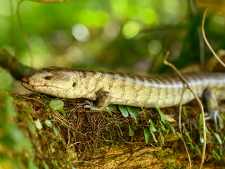Large animal reptile lizard closeup biodiversity planet