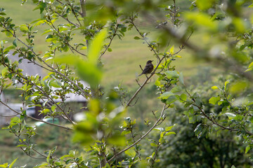 Landscape of Turdus iliacus sitting in a tree in Vik South Iceland