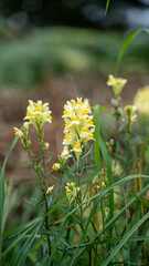 yellow flowers in the grass