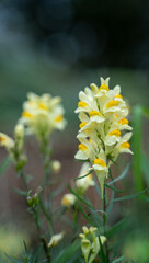 yellow flowers in a field