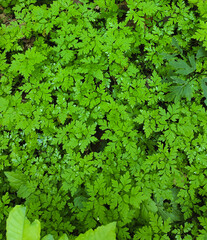 green leaves background