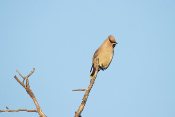 Single Bohemian waxwing, Bombycilla garrulus stopping on a tree during autumn migration. Shot near Kuusamo, Northern Finland.