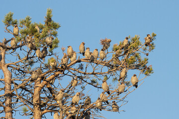 Group of Bohemian waxwings, Bombycilla garrulus stopping on a Pine tree during autumn migration. Shot near Kuusamo, Northern Finland. 