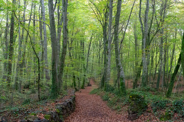 Lush beech forest in autumn