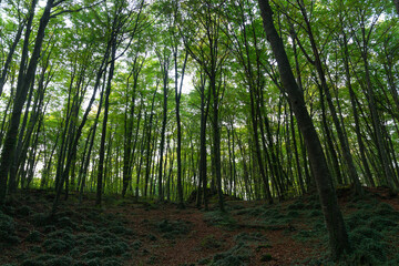 Obraz premium Lush beech forest in autumn