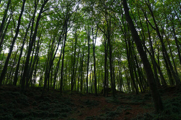 Lush beech forest in autumn