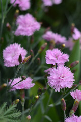 Garden small pink carnations